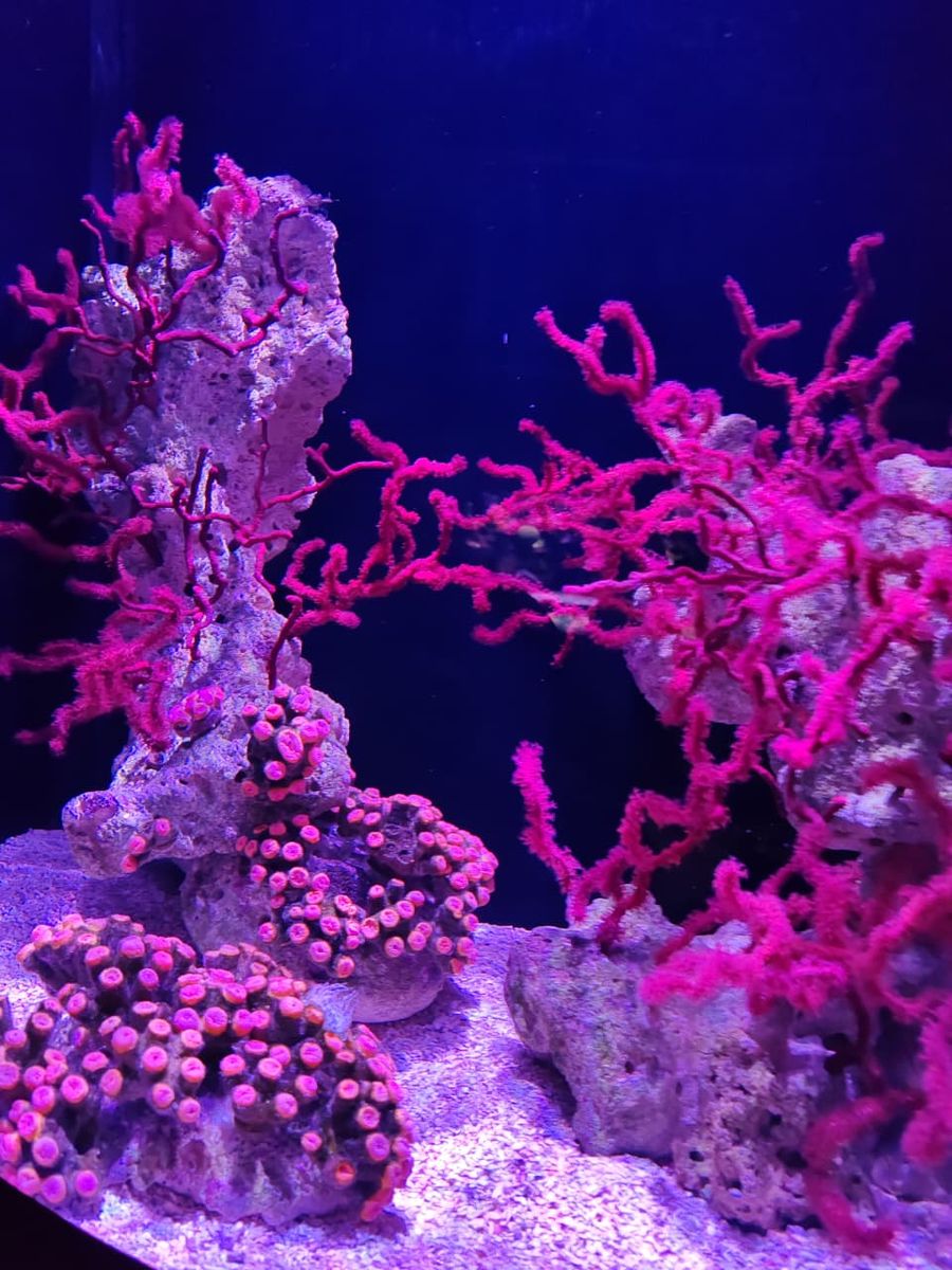 Corales rosados en una de las peceras del acuario