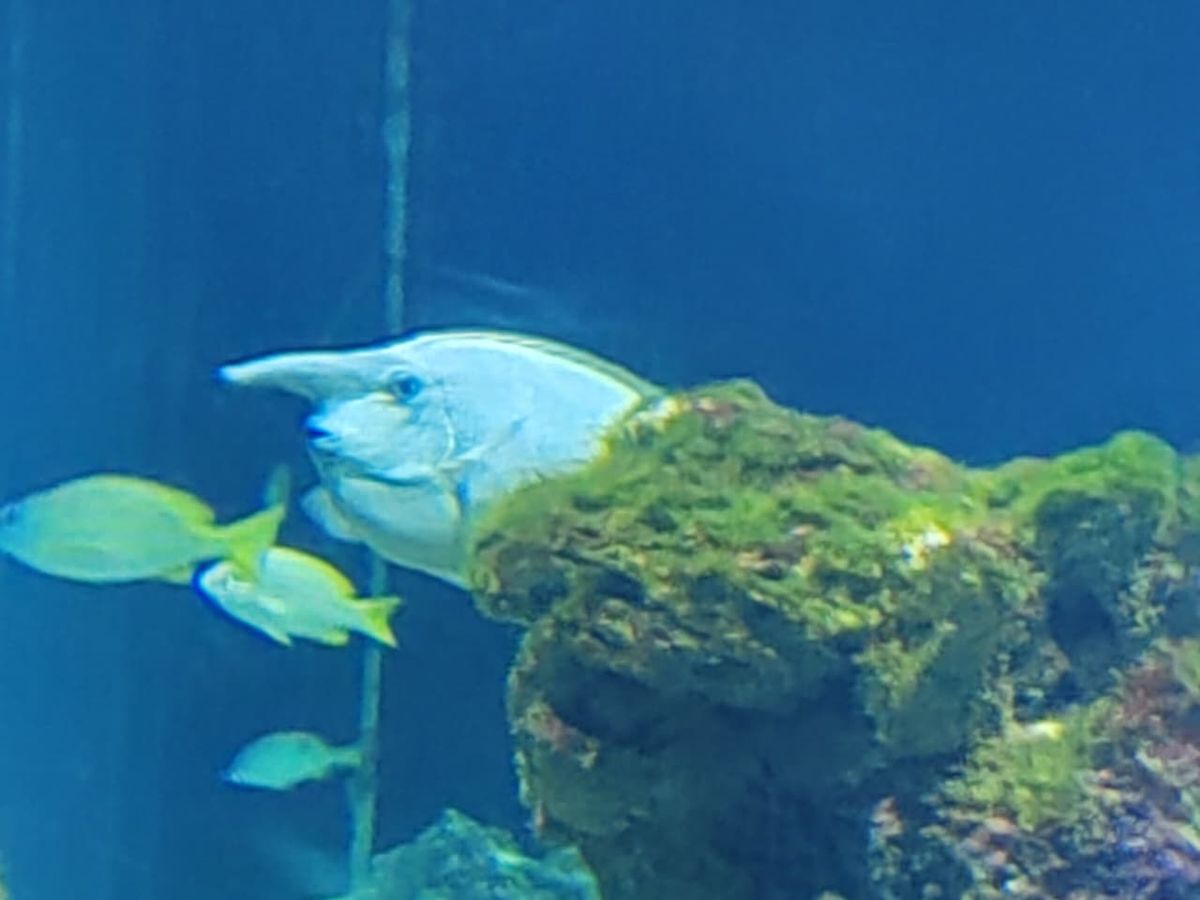 Peces grandes nadando en el acuario