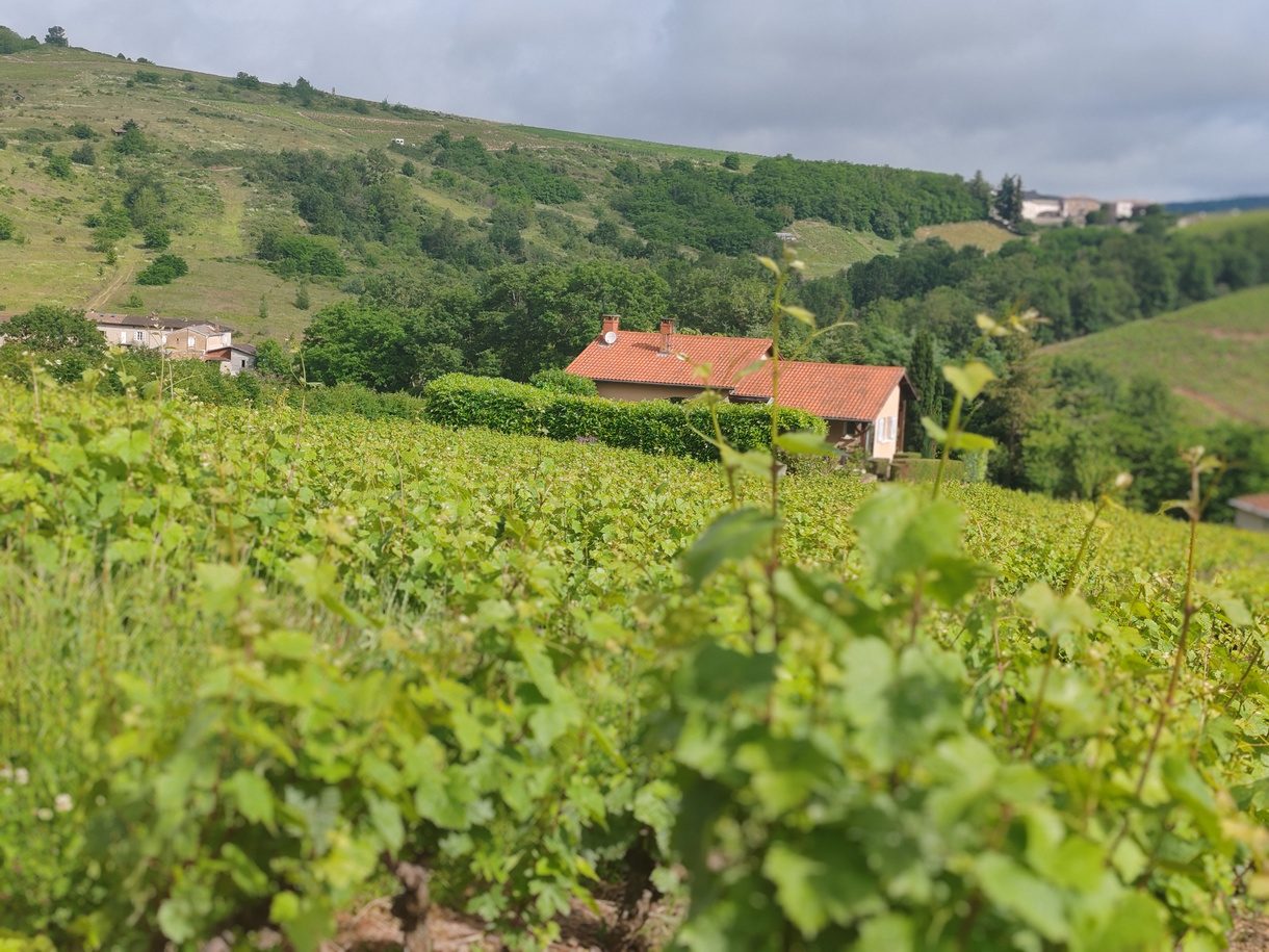 Viñedos del Beaujolais en plena temporada